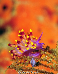 Trinchesia sibogae and amphipod. by Valda Fraser 